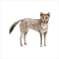 dingo. oude wild hond. inheems Australisch inheems dier. waterverf illustratie geïsoleerd Aan wit achtergrond. hand- getrokken schetsen voor nationaal endemisch Australië dieren in het wild ontwerp, kaarten en prints vector