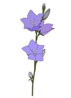 hand getekende campanula bloem op witte achtergrond. vector illustratie