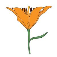 hand getekende lilly bloem. vector illustratie