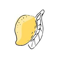 hand- getrokken mango fruit in schetsen kunst vector