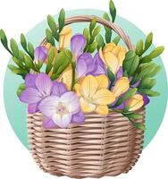 mand met voorjaar bloemen Aan geïsoleerd achtergrond. vector illustratie van een freesia boeket in een rieten mand. geschenk voor vrouwen dag, moeder dag, enz.