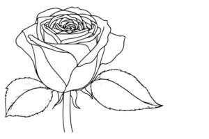 doorlopend een zwart lijn kunst tekening mooi roos schets tekening kleur vector illustratie Aan wit achtergrond