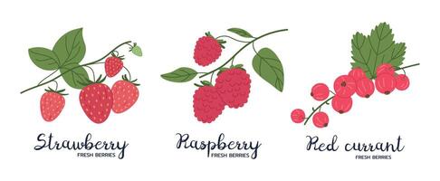 rijp bessen. hand- getrokken aardbeien, frambozen en rood krenten, Woud of tuin vers bessen vlak illustratie set. eetbaar bessen met bijschriften vector