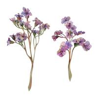 hand- getrokken waterverf illustratie haveloos boho botanisch bloemen. Bergenia longkruid longontsteking angelonia bacopa heliotroop, zee lavendel. single voorwerp geïsoleerd Aan wit. ontwerp bruiloft, liefde kaarten vector