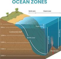 kruis sectie illustratie van oceaan zones diagram vector