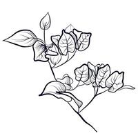 hand getekend takken met bloemen van bougainvillea vector