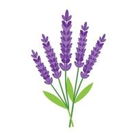 illustratie van lavendel Aan wit vector