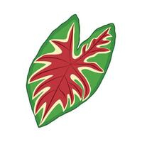 illustratie van caladium blad vector