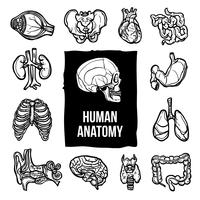 Anatomie Icons Set vector