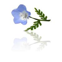 baby blauw oog bloem vector