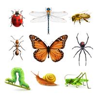 Insecten realistische set vector