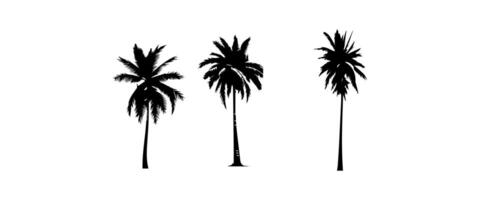 zwart palm bomen reeks geïsoleerd Aan wit achtergrond. palm silhouetten. ontwerp van palm bomen voor affiches, banners en promotionele artikelen. illustratie vector