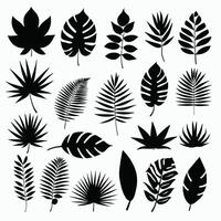 exotisch blad reeks verzameling van tropisch bladeren silhouet vector