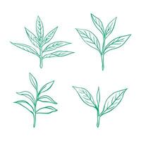 groen thee blad en schets vector
