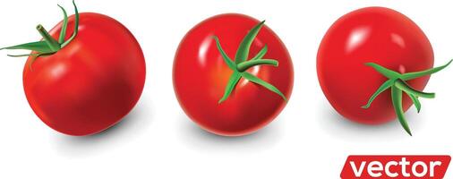 rijp rood tomaten set. realistisch isoleren illustratie. vector