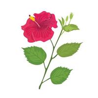 hibiscus bloem illustratie. hibiscus klem kunst. exotisch tropisch bloem. zomer bloem vlak in tekenfilm stijl geïsoleerd Aan wit achtergrond. vector
