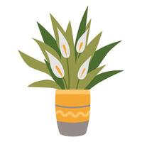 spathiphyllum, ingemaakt huis plant, tekenfilm stijl. modieus modern illustratie geïsoleerd Aan wit achtergrond, hand- getrokken, vlak ontwerp vector