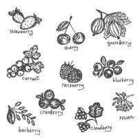 vector set hand getrokken zwart-wit noorden bessen. collectie van bosbes, cranberry, cloud-berry, kers, aardbei, bes