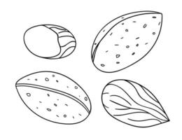 vector zwart-wit amandel pictogram. set van geïsoleerde zwart-wit noten. voedsel lijntekening illustratie in cartoon of doodle stijl geïsoleerd op een witte achtergrond.