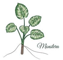 vector tropische monstera illustraties. jungle gebladerte illustratie. hand getrokken huis exotische plant geïsoleerd op een witte achtergrond. heldere realistische afbeelding.