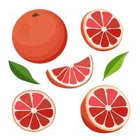 reeks van sappig en gezond rood grapefruit en plakjes geïsoleerd Aan wit achtergrond. gesneden fruit illustratie in vlak stijl. zomer clip art voor ontwerp van kaart, banier, folder, uitverkoop, poster, pictogrammen vector