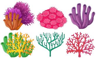 Verschillende soorten koraalrif vector