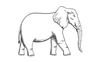 olifant lijn gravure schetsen geïsoleerd Aan wit achtergrond. gravure illustratie. tekening Afrikaanse dier vector