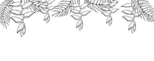 tropisch kader, sjabloon, banier van palm bladeren, heliconia bloemen illustraties Aan geïsoleerd achtergrond. mooi botanisch hand- geschilderd lineair exotisch element. voor ontwerpers, spa decoratie vector