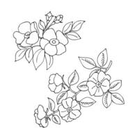 lineair tekening van een bloeiend rozenbottel, hand- getrokken Aan een wit achtergrond. vector