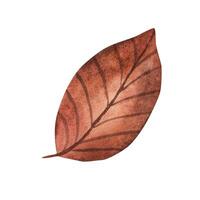 herfst blad. tekenfilm, hand- tekening. waterverf illustratie vector