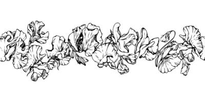 hand- getrokken grafisch inkt illustratie botanisch bloemen bladeren. zoet eeuwigdurend erwt, wikke winde peulvrucht. naadloos banier geïsoleerd Aan wit achtergrond. ontwerp bruiloft, liefde kaarten, bloemen winkel vector
