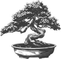 bonsai boom afbeeldingen gebruik makend van oud gravure stijl lichaam zwart kleur enkel en alleen vector