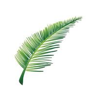 tropisch groen palm bladeren geïsoleerd Aan wit vector