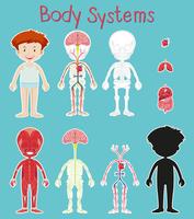 Jongen en lichaamssysteem grafiek op blauwe achtergrond vector
