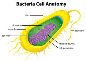 Bacteriën celstructuur vector