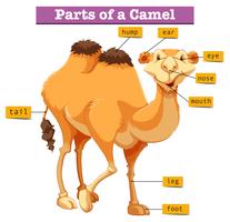 Diagram met delen van de kameel vector