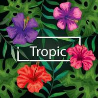 frame tropic met bloemen en bladeren vector