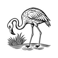 zwart flamingo geïsoleerd Aan wit achtergrond vector