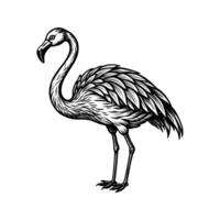 zwart flamingo geïsoleerd Aan wit achtergrond vector