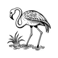 zwart flamingo geïsoleerd Aan wit achtergrond vector