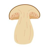 gesneden porcini Woud paddestoel. hand- getrokken boletus edulis schimmel. porcini vers eetbaar champignons tekenfilm stijl decor element. cep. koning boleet Aan wit achtergrond. cent bun illustratie vector