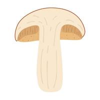 oranje berk boleet. gehalveerd paddestoel. leccinum schimmels. eetbaar Woud champignons. vegetarisch schimmels bruin pet boleet. botanisch vlak illustratie geïsoleerd Aan wit achtergrond. vector