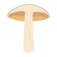 oranje berk boleet. gehalveerd paddestoel. leccinum schimmels. eetbaar Woud champignons. vegetarisch schimmels bruin pet boleet. botanisch vlak illustratie geïsoleerd Aan wit achtergrond. vector