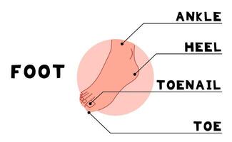 lichaam onderdelen voet 10 schattig Aan een wit achtergrond, illustratie. vector