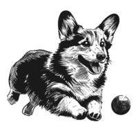 schetsen. schattig corgi hond loopt na de bal. hand- tekening. geïsoleerd Aan een wit achtergrond. vector