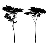 albizia chinensis of algemeen genaamd zijde boom silhouet verzameling vector