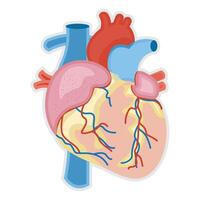 menselijk hart anatomie. illustratie in tekenfilm stijl. vector