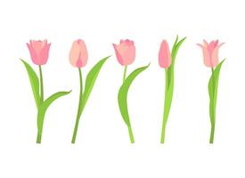 reeks van vijf roze tulpen. illustratie Aan een wit achtergrond. vector
