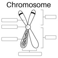eukaryoot chromosoom structuur in menselijk lichaam. vector