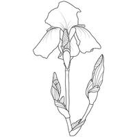 schets bloeiend iris bloem vector